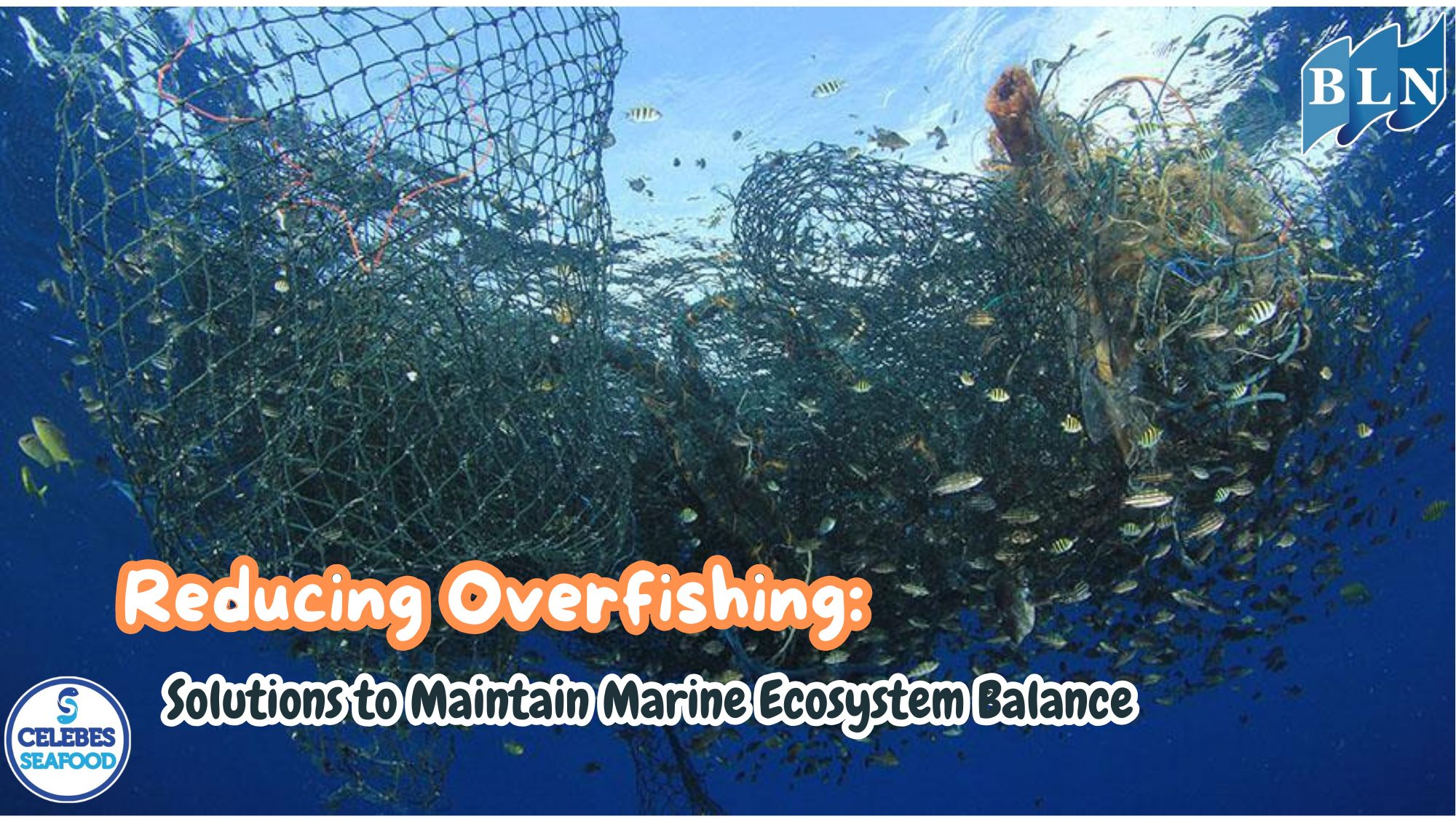 This is Why Reducing Overfishing: Solutions to Maintain Marine Ecosystem Balance